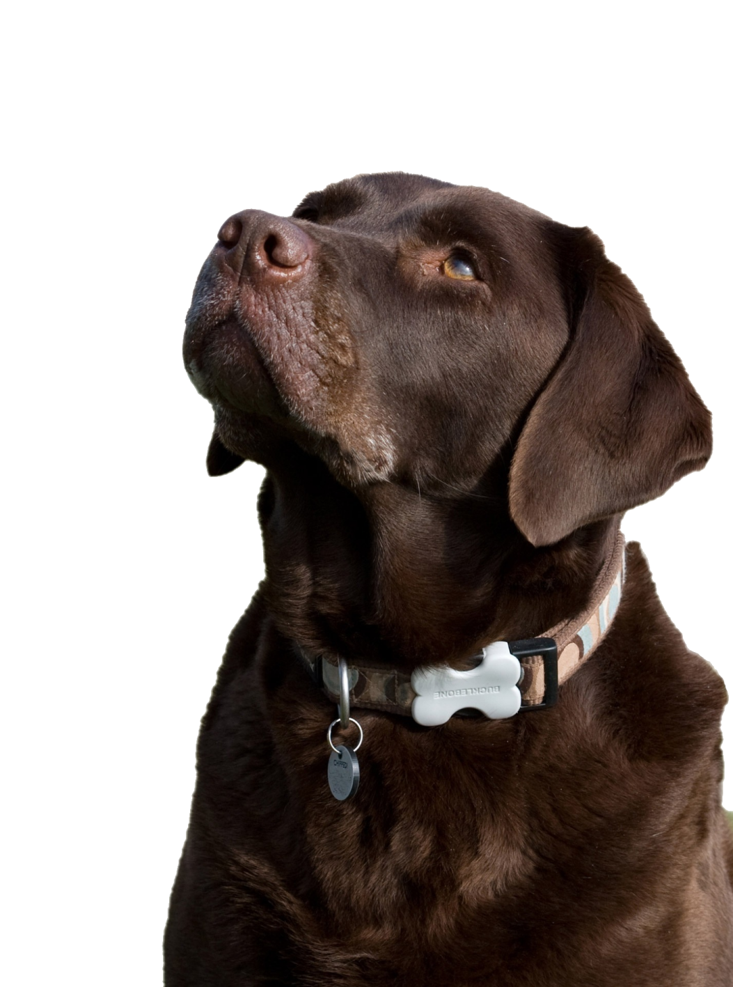 a brown dog looking up to the sky