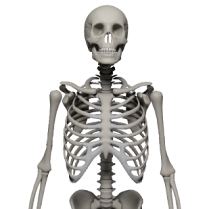 a skeleton is shown in this image