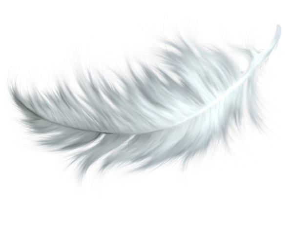 white feather on a white background