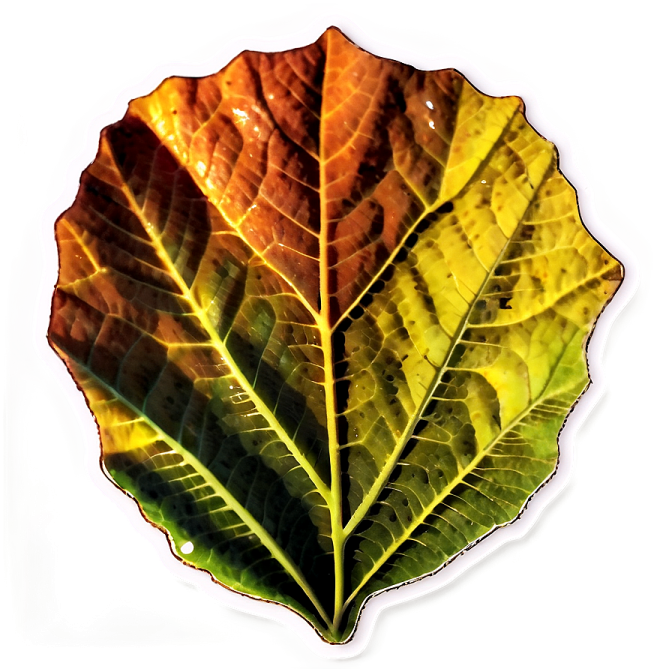 a close up of a leaf on a white background