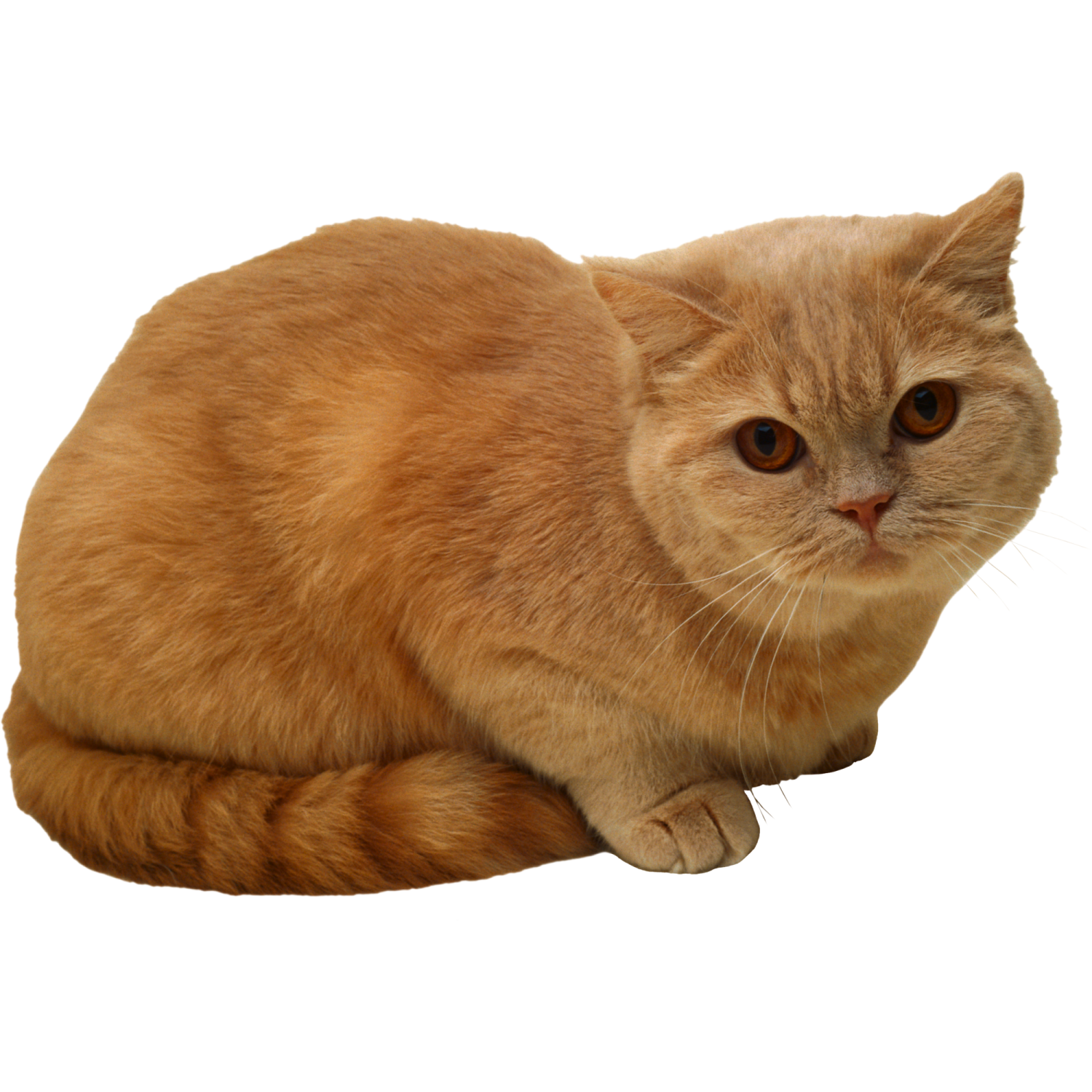 an orange cat sitting on a white surface