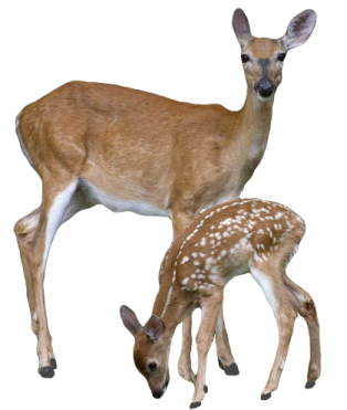 a baby deer and its mother