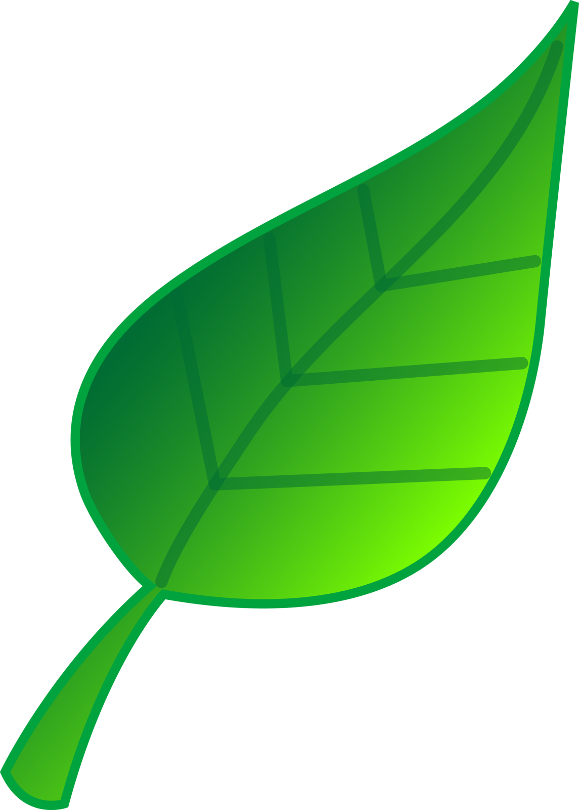 a green leaf on a white background