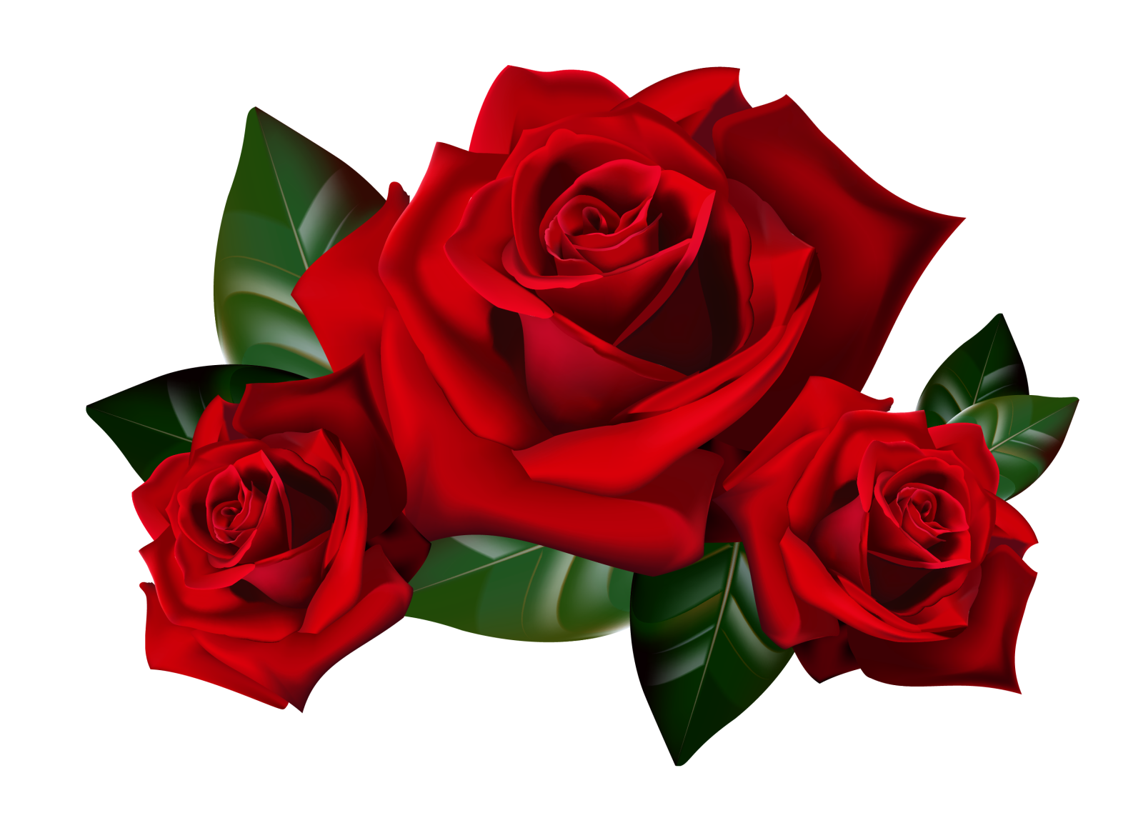 three red roses on a white background