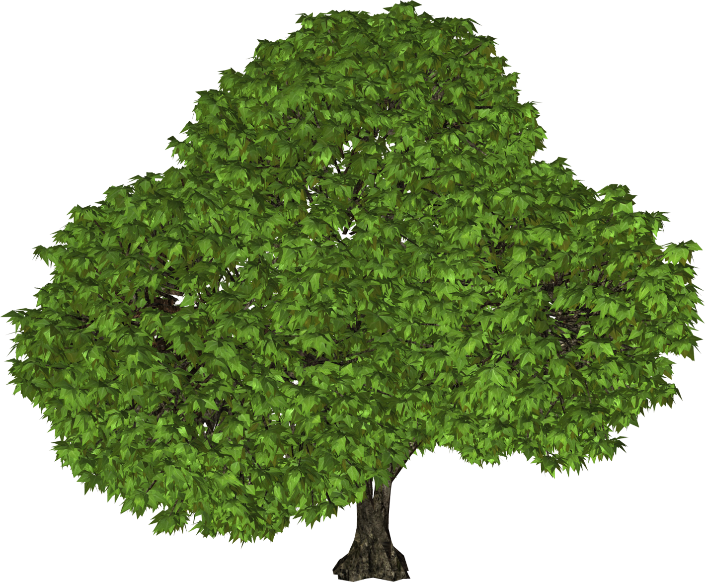 a tree with green leaves on white background