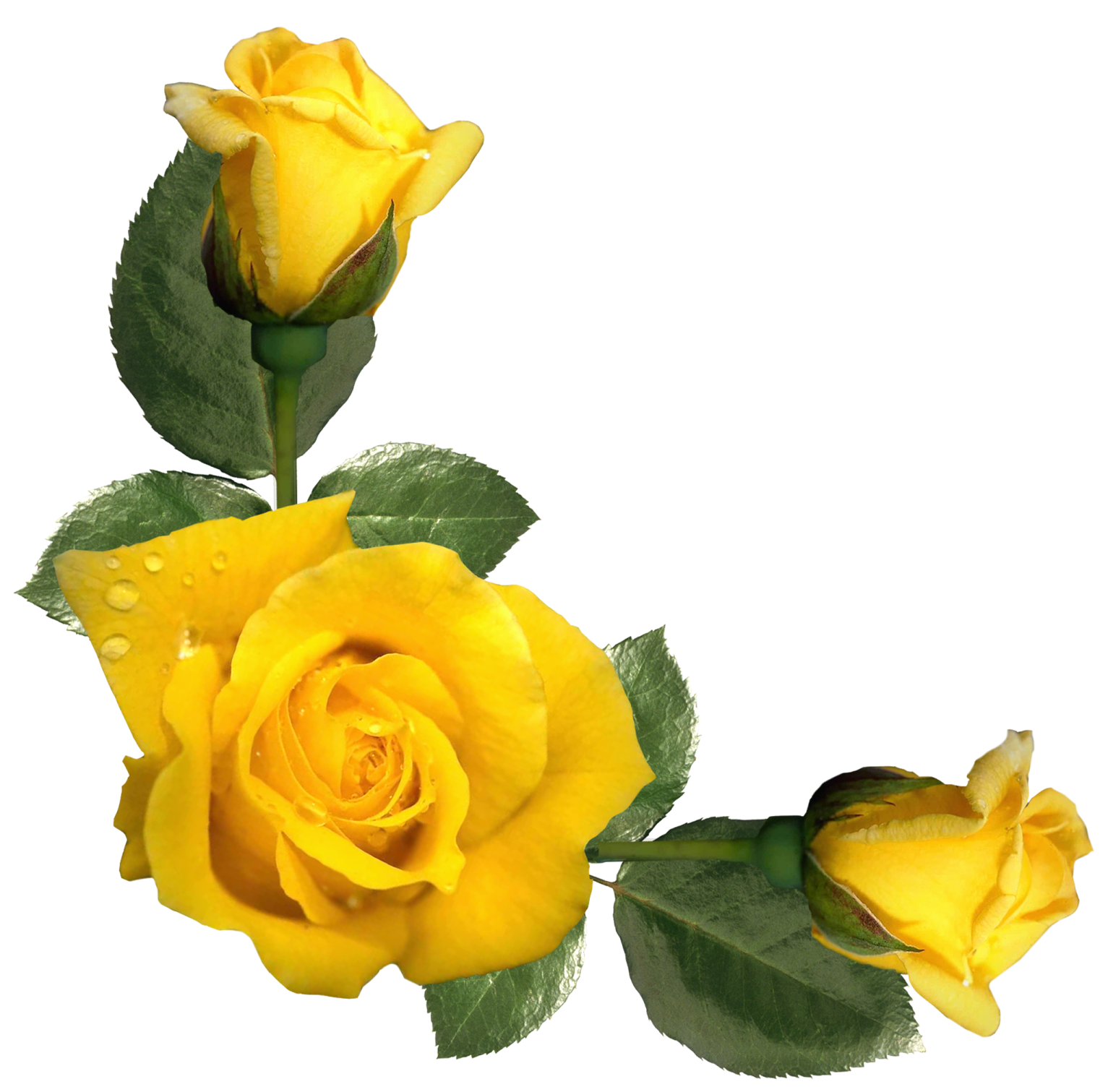 three yellow roses with green leaves and water droplets