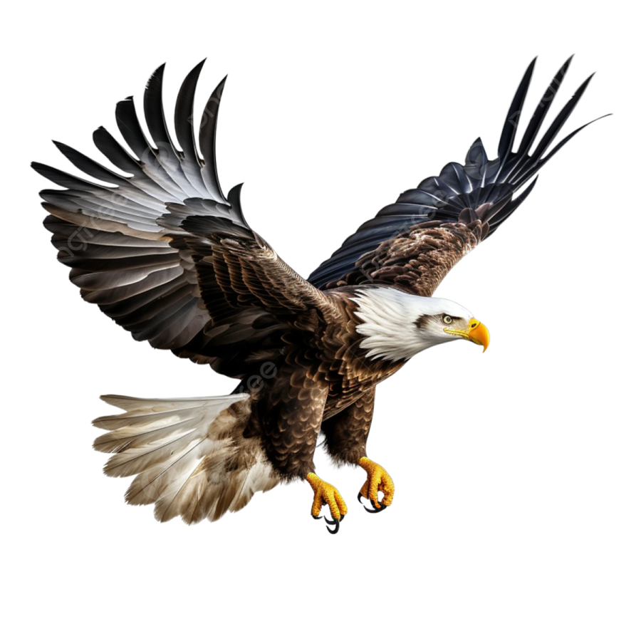 an eagle in flight with its wings spread