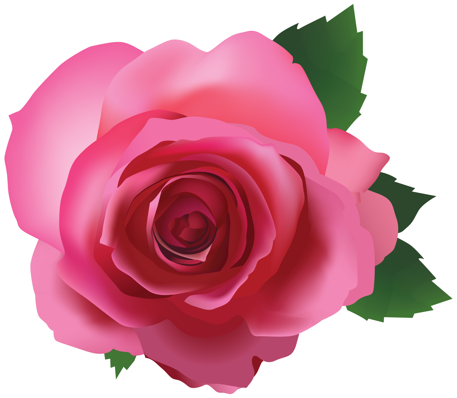 a pink rose on a white background