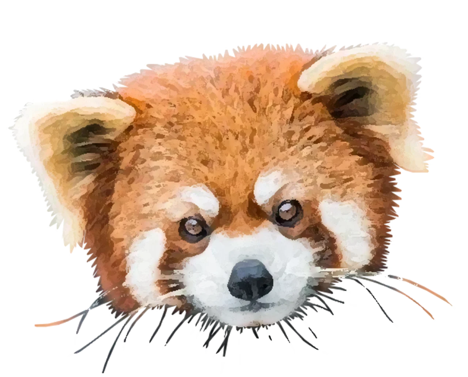 a watercolor drawing of a red panda