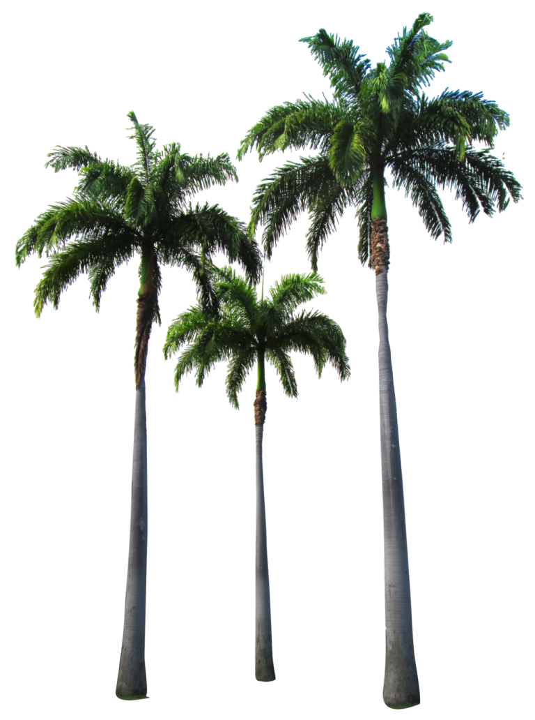 three palm trees on a white background