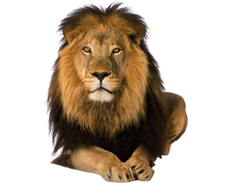 a lion laying down on the ground