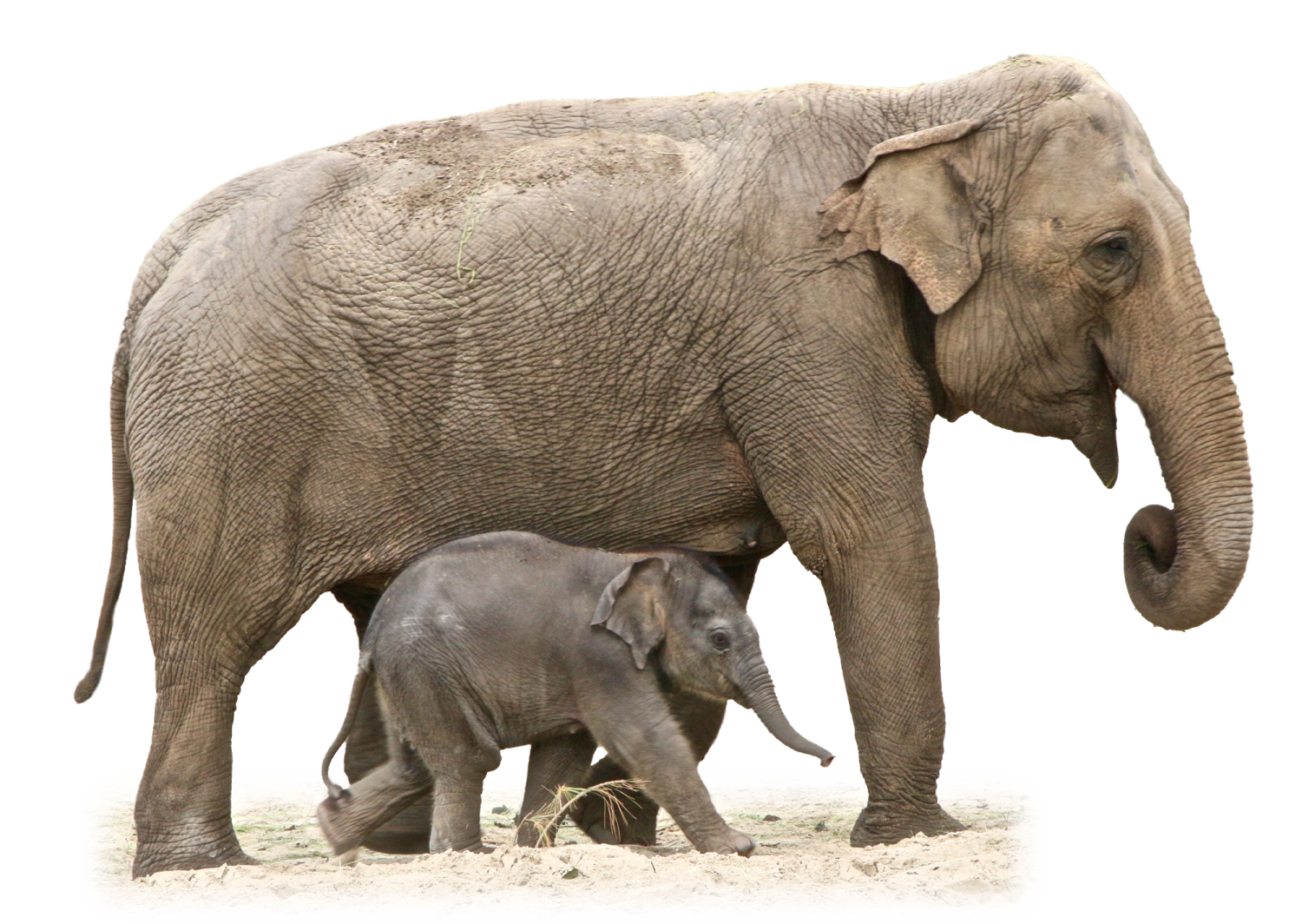 a baby elephant standing next to an adult elephant
