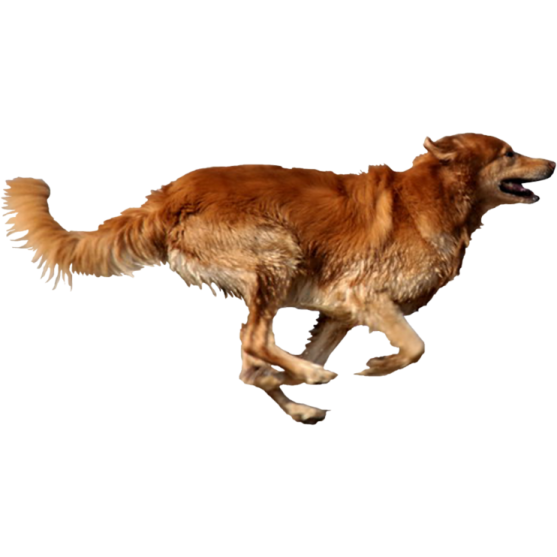 a brown dog running on a white background