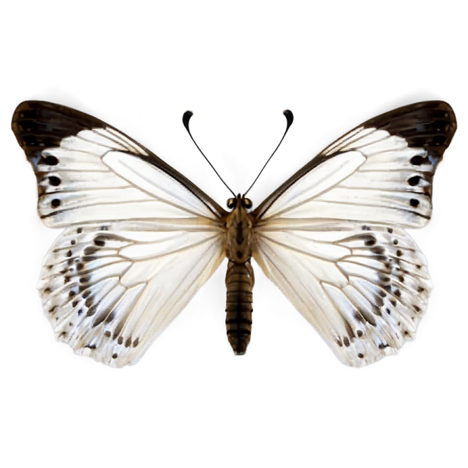 a white butterfly with black and white wings