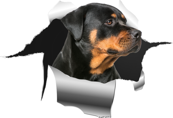 a dog looking through a hole in the paper