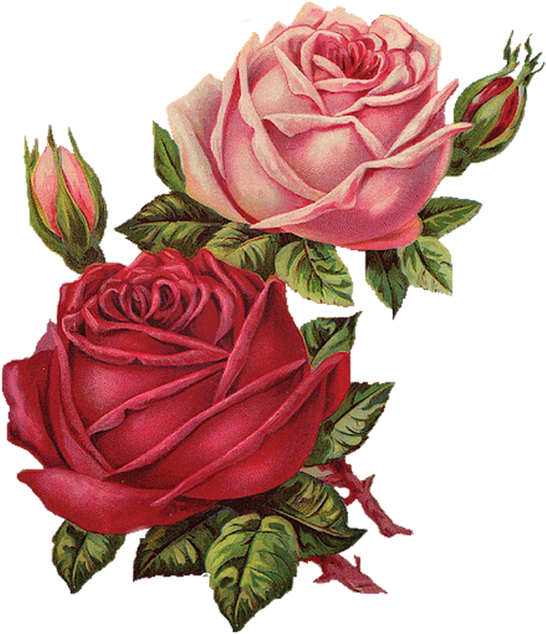 two roses with leaves on a white background
