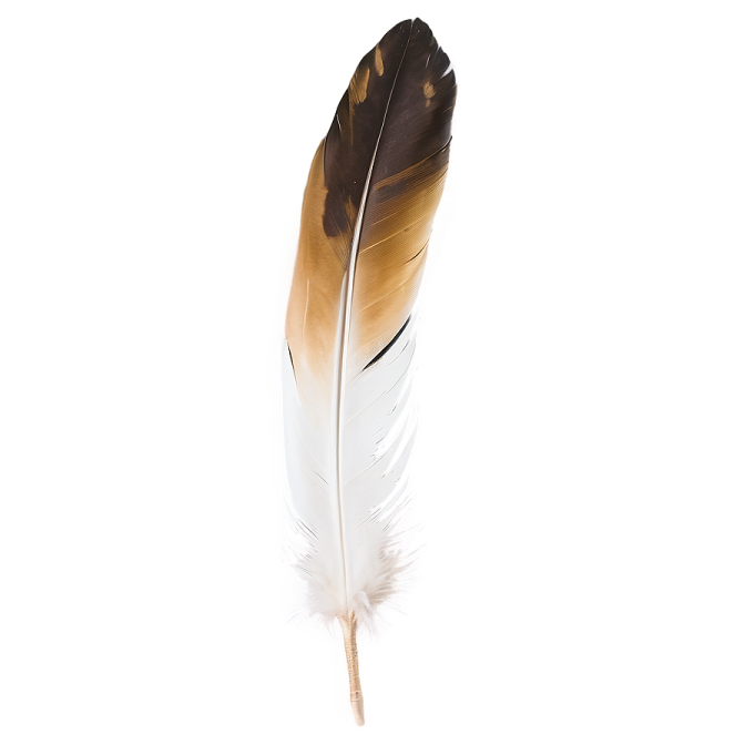 a brown and white feather on a white background