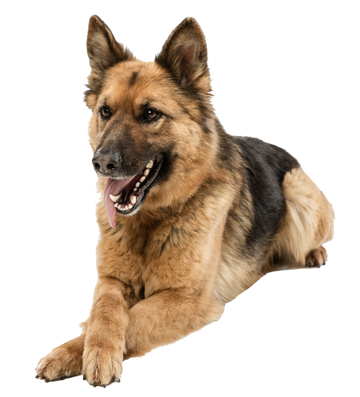 a brown and black dog laying down on a white background