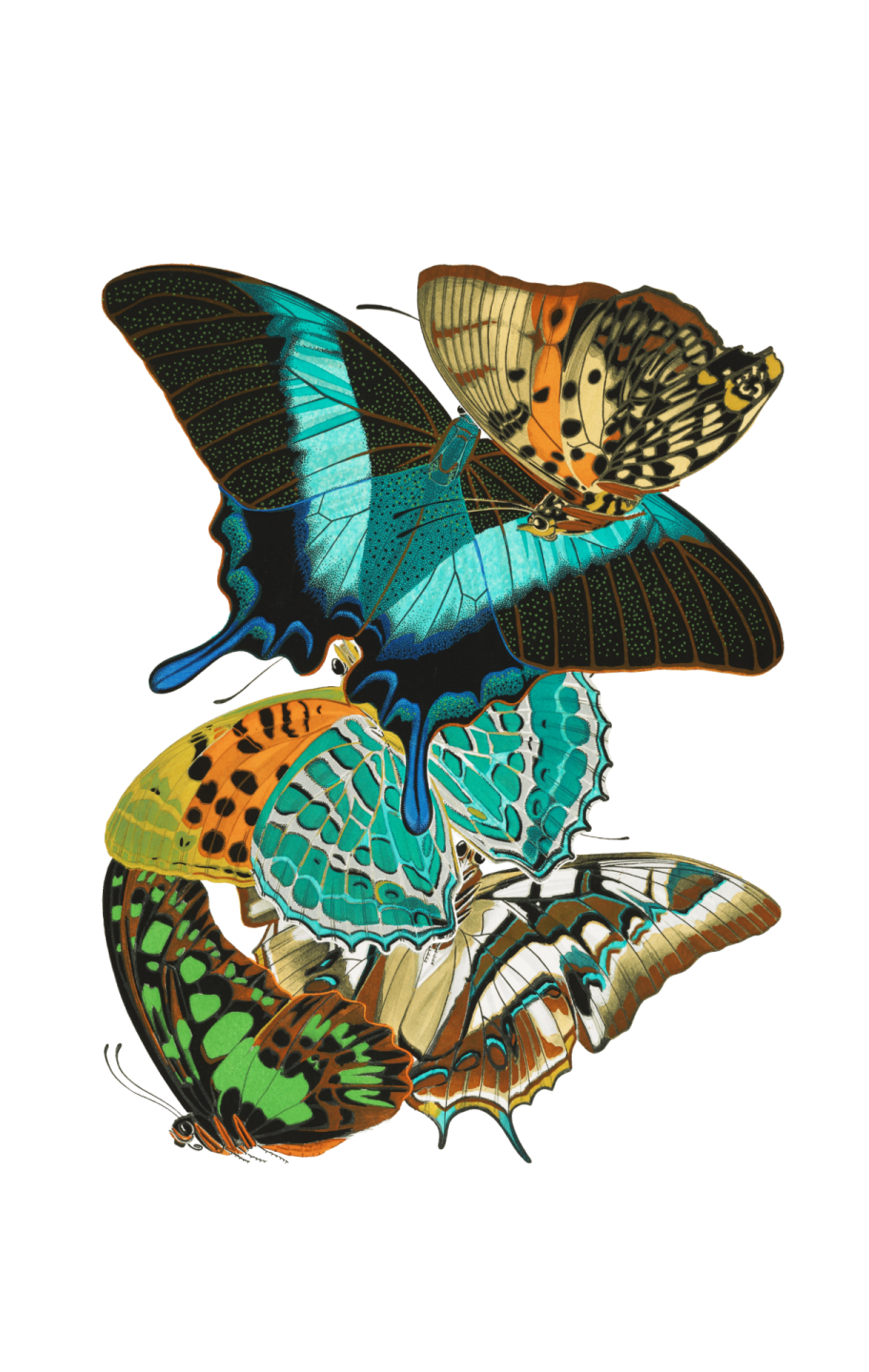 three butterflies on a white background