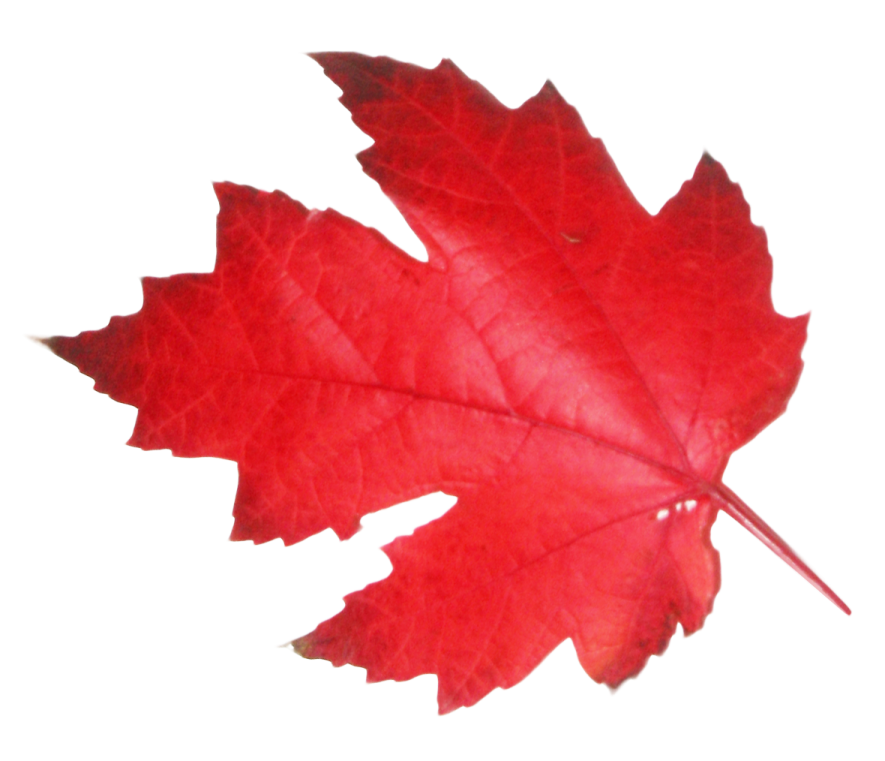 a red leaf on a white background