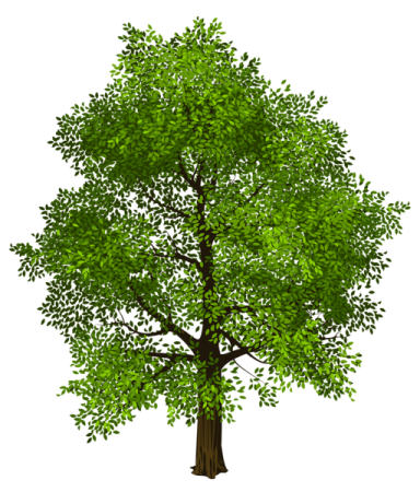 a tree with green leaves