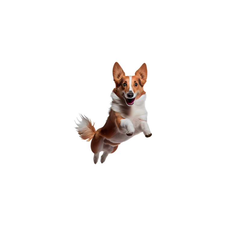 a brown and white dog jumping in the air