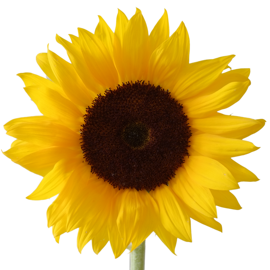 a yellow sunflower on a white background