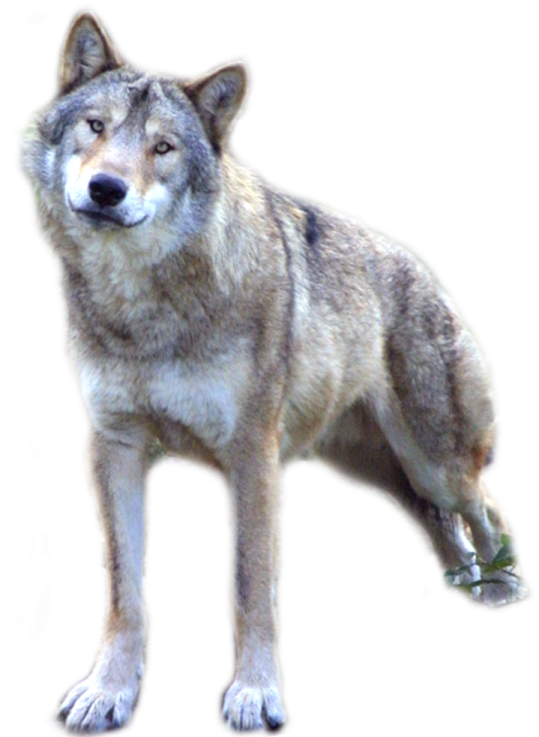a gray wolf standing in front of a white background