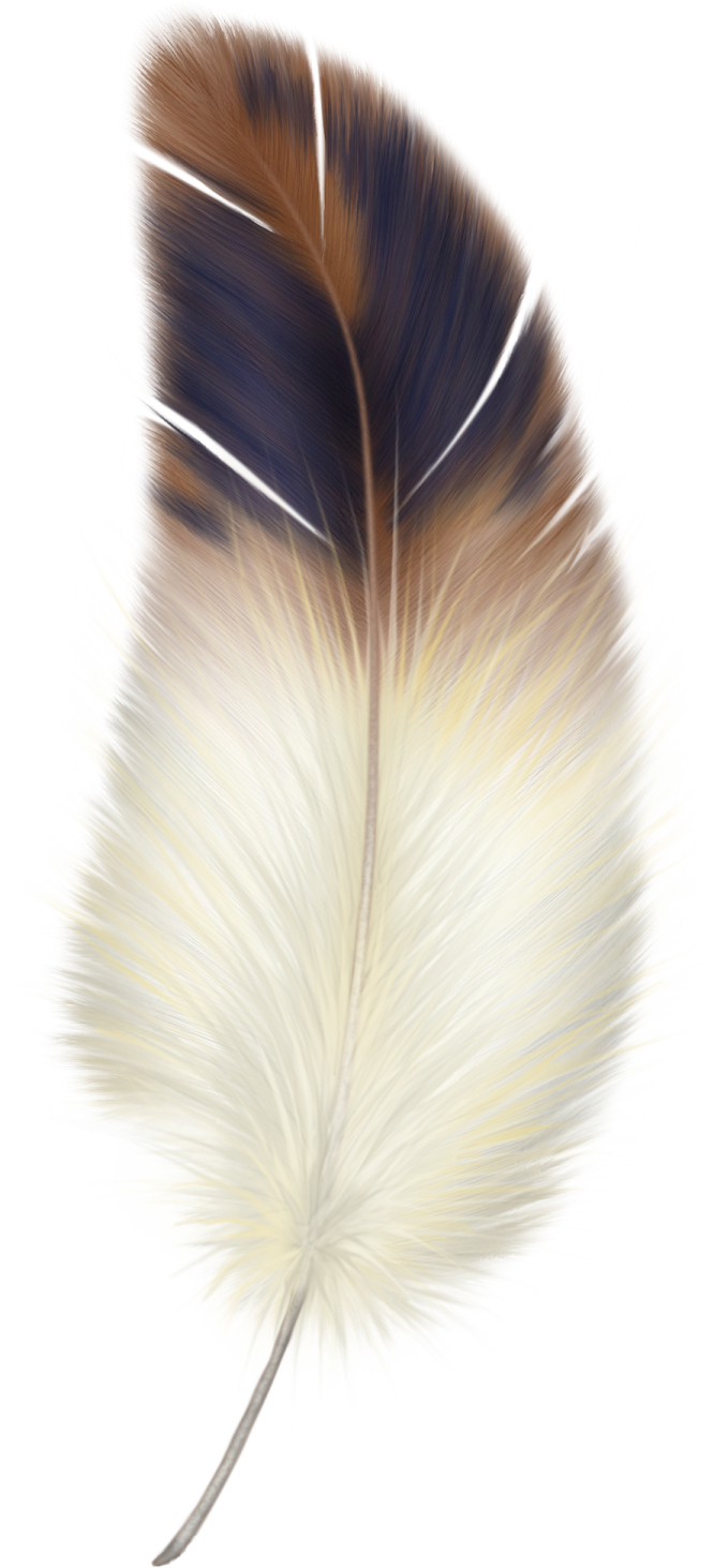a feather on a white background