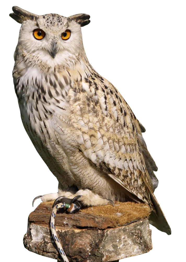an owl perched on a piece of wood
