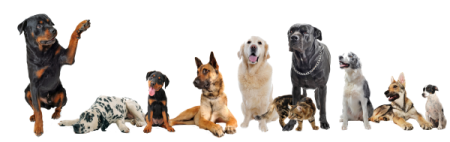 a group of dogs sitting next to each other dogs