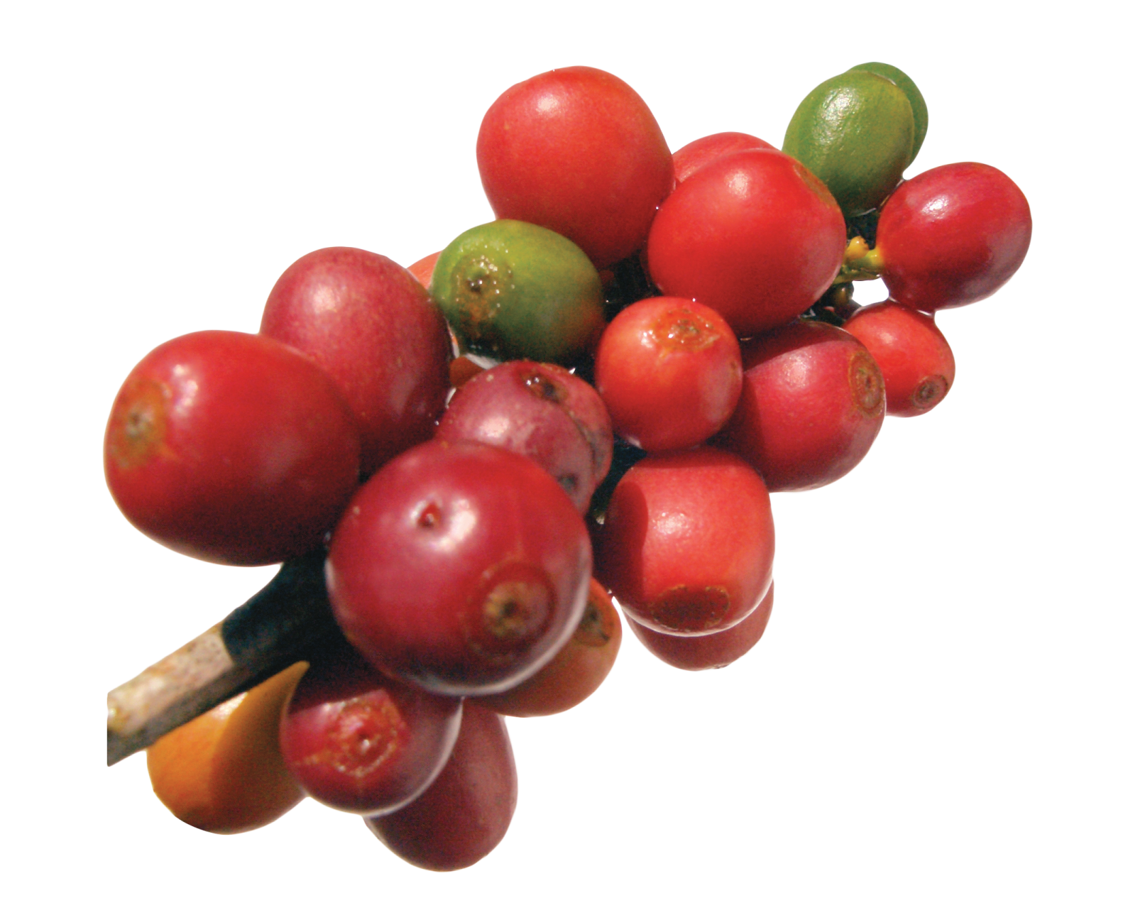 a bunch of red and green fruit