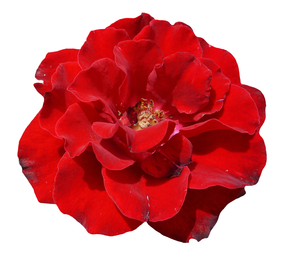 a red flower on a white background