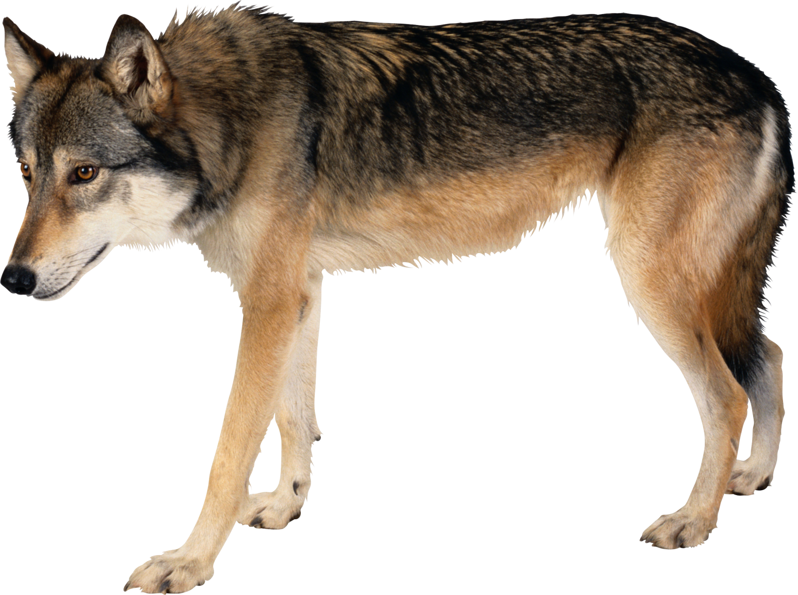 a wolf standing in front of a white background