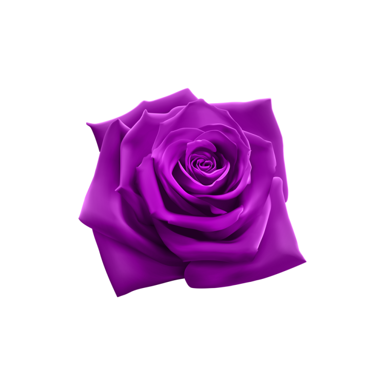 a purple rose on a white background