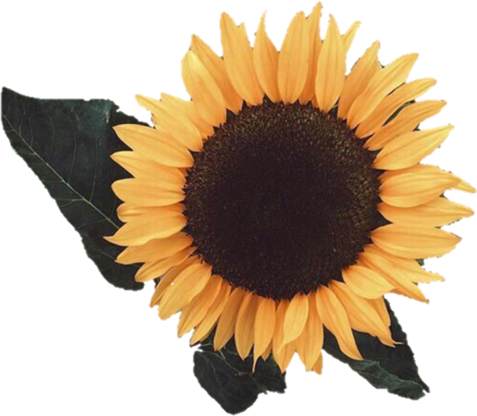 a sunflower on a white background