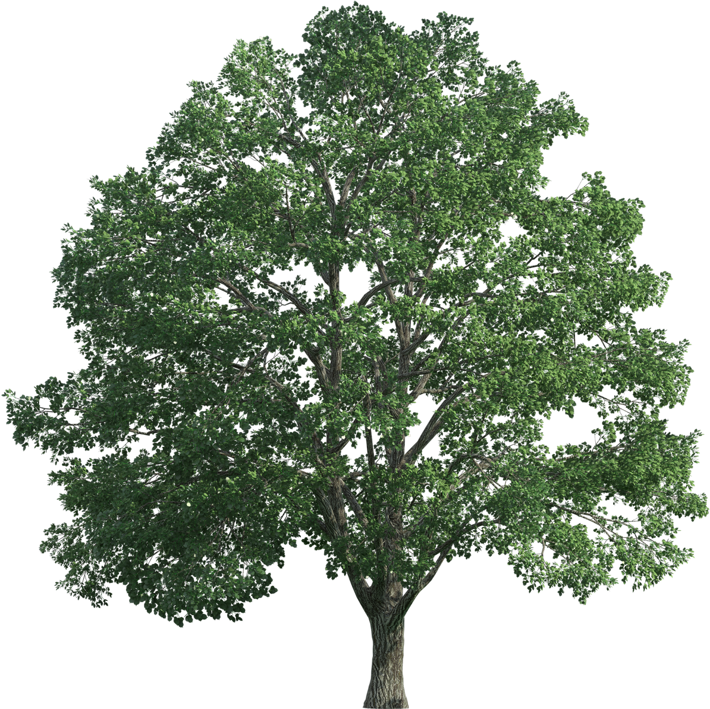 a tree on a white background