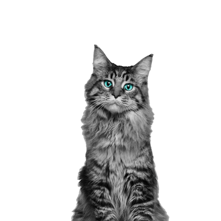 a black and white cat with blue eyes