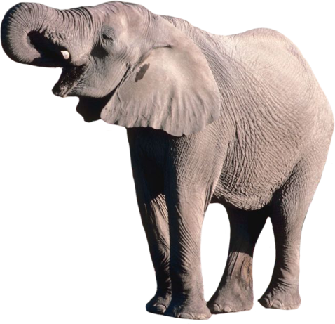 an elephant standing in front of a white background