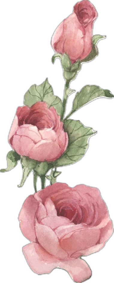 two pink roses on a white background