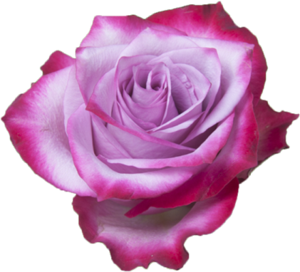 a pink rose on a white background