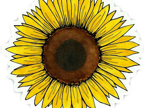 a sunflower sticker on a white background