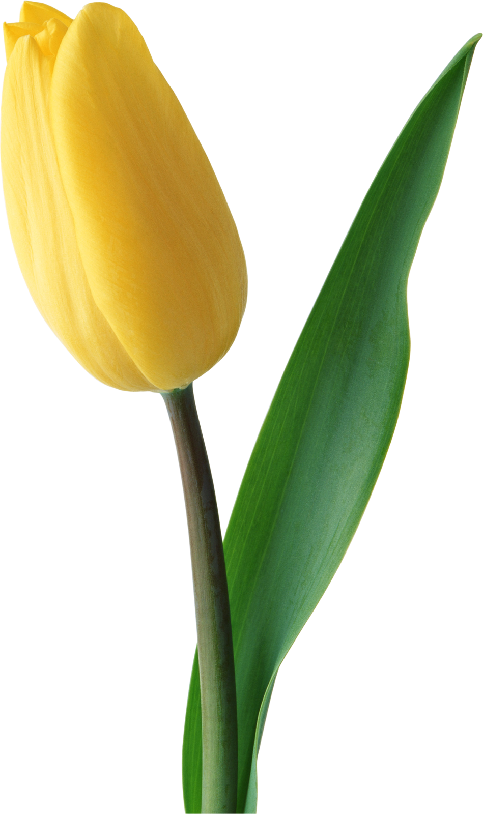 a single yellow tulipow on a white background