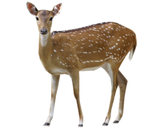 a small deer standing in front of a white background