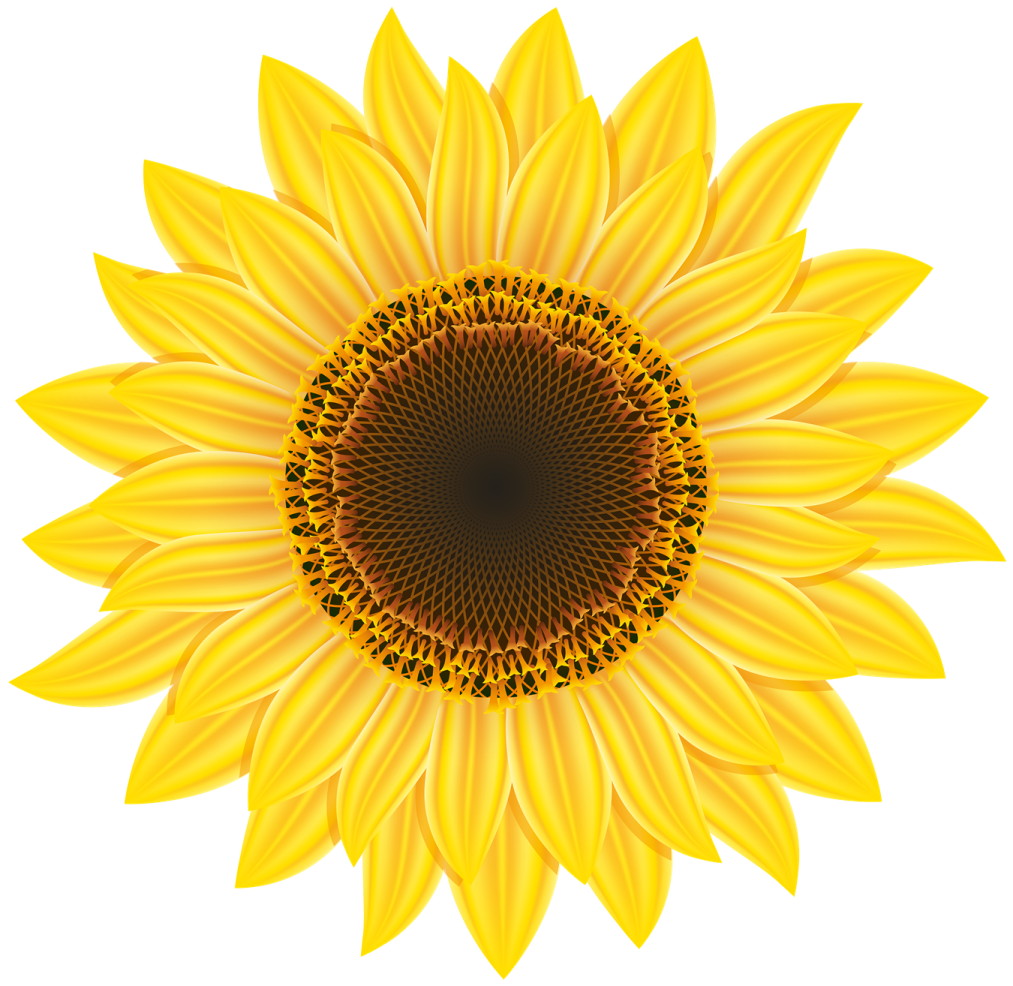 a sunflower on a white background