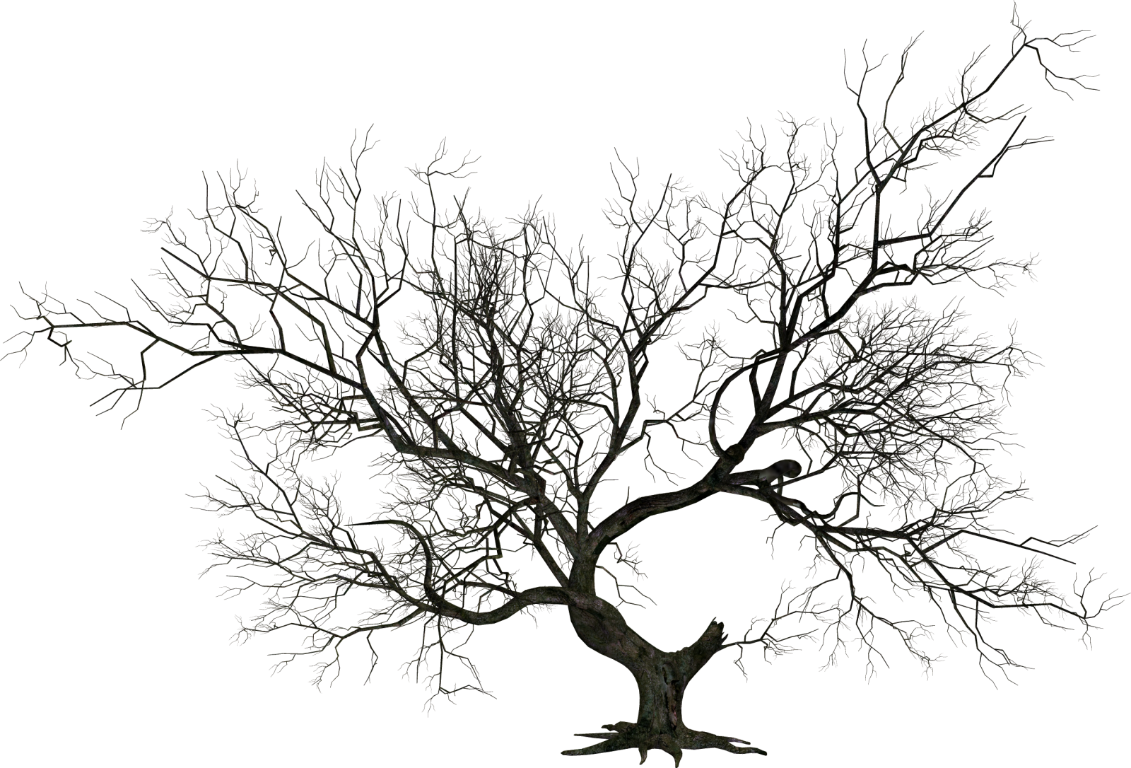 a tree with no leaves on it