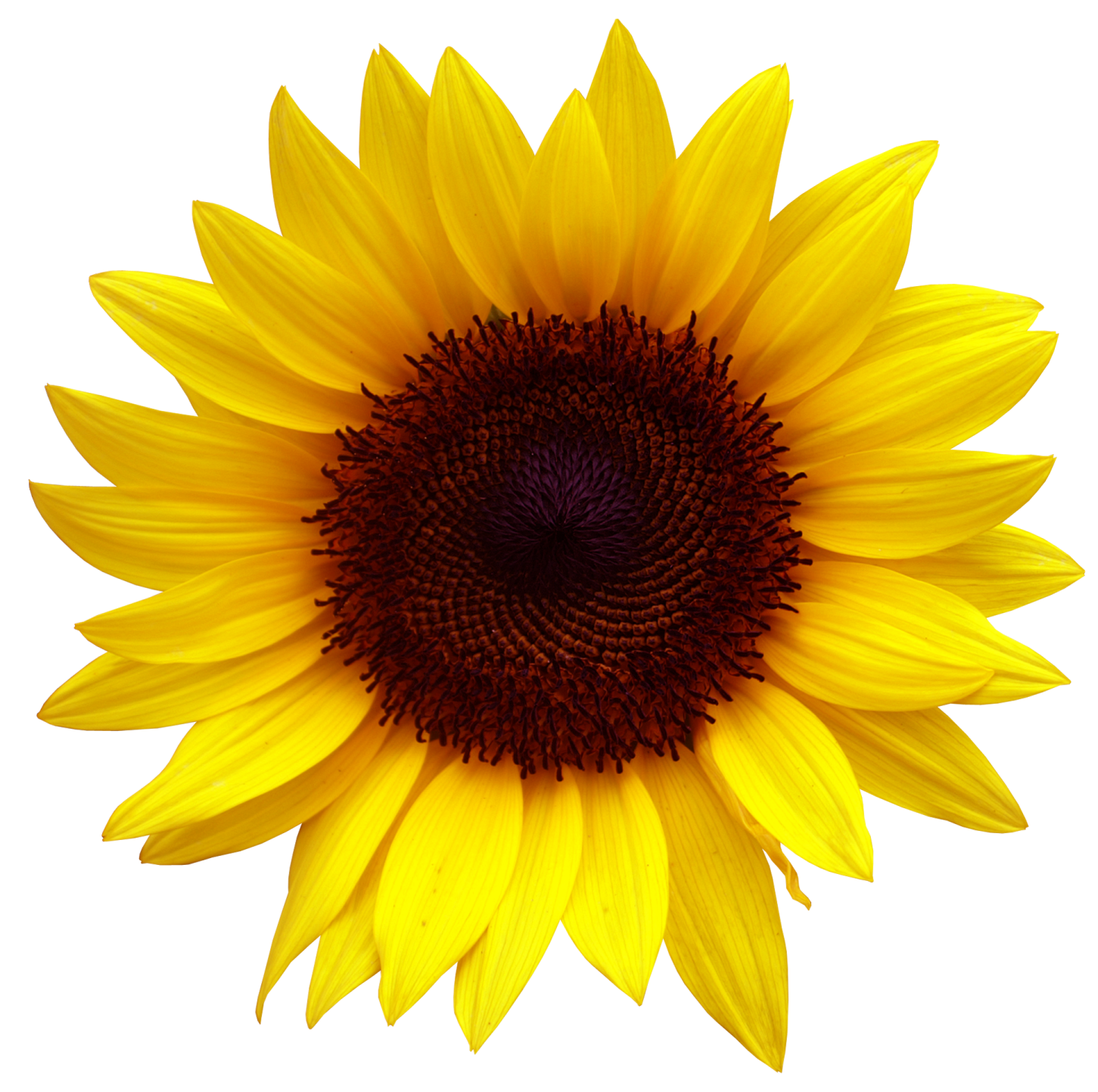 a yellow sunflower on a white background