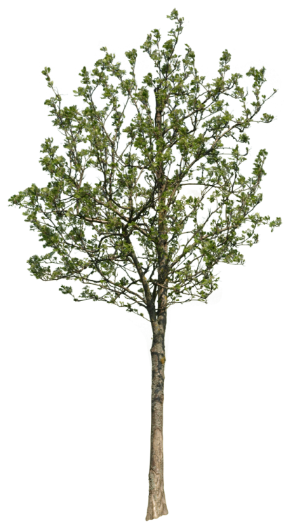 a small tree on a white background