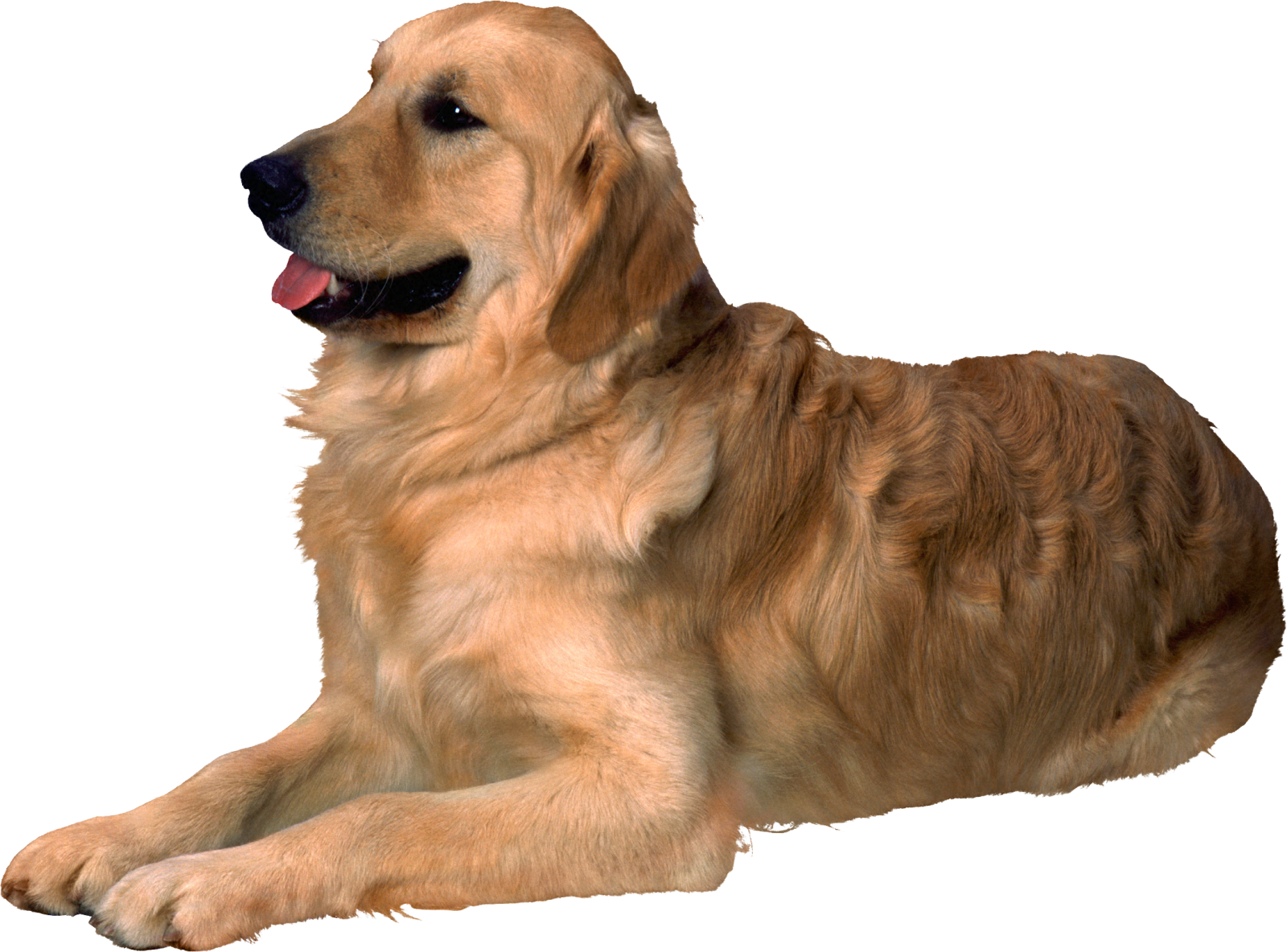 a brown dog laying down on the ground