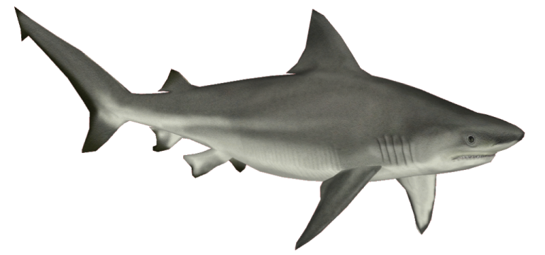 a drawing of a great white shark